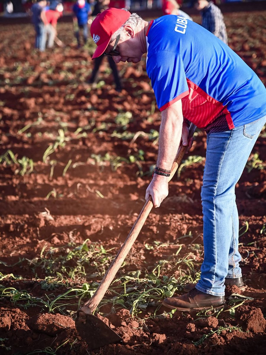 🇨🇺| Al amanecer del domingo, horas después de celebrar en toda #Cuba los aniversarios 64 de la Unión de Jóvenes Comunistas y 65 de la Organización de Pioneros José Martí, en tierras artemiseñas se realizó una jornada de trabajo voluntario dedicada a la producción de alimentos.