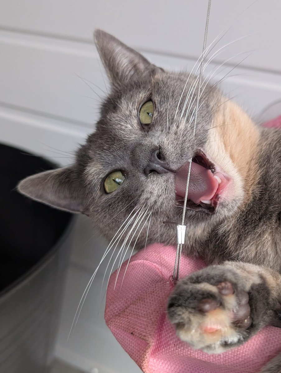 Clent View Cat And Kitten Rescue tweet media