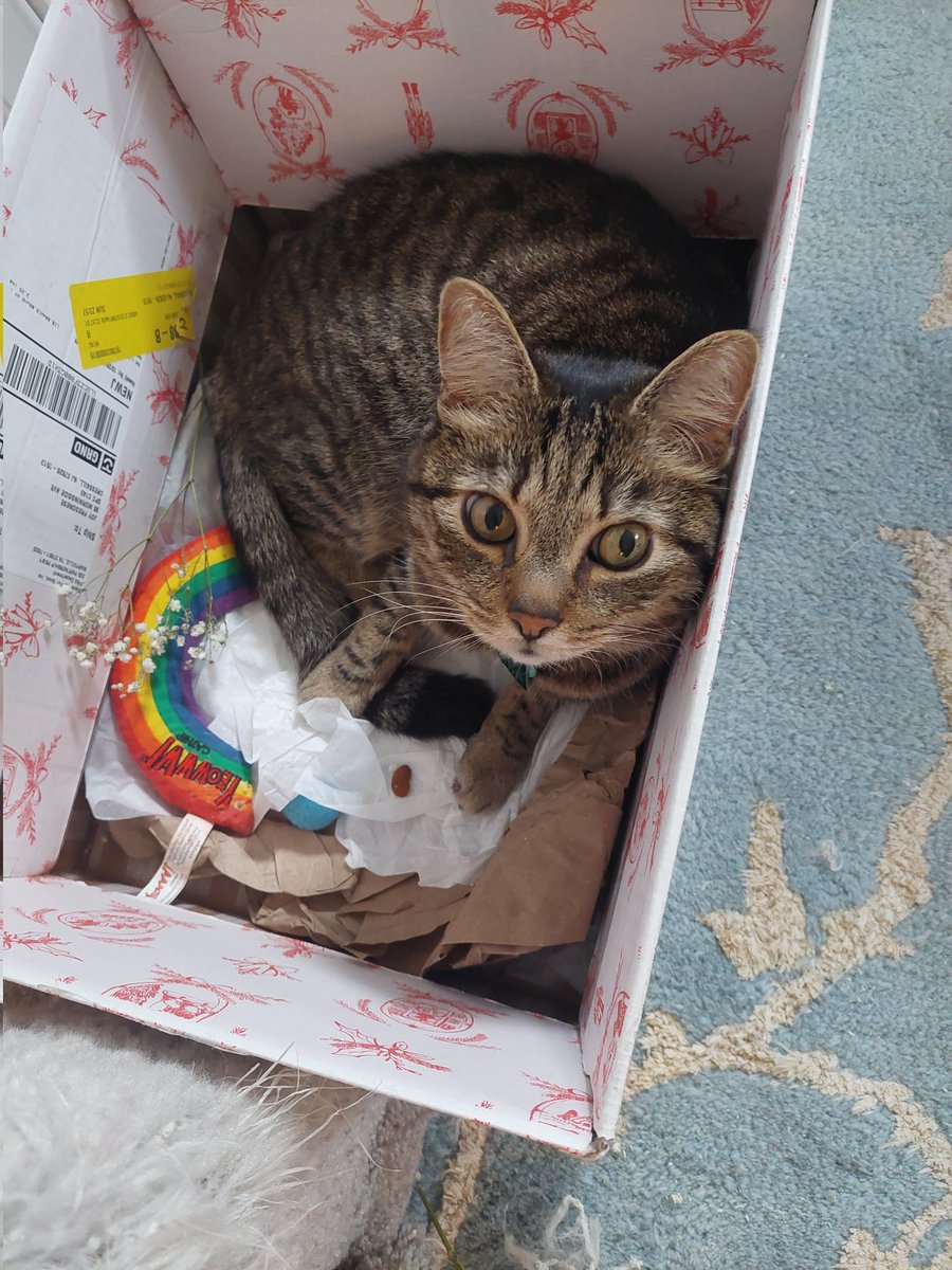 Joy Fregonese tweet media