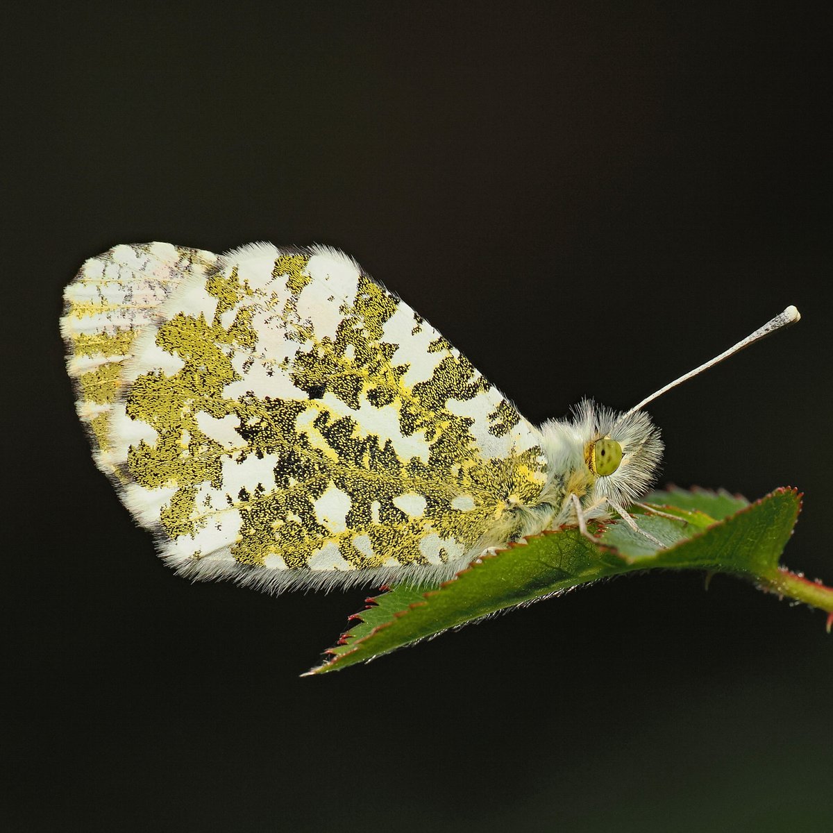 We found this Orange Tip Butterfly roosting at the end of a rose stem yesterday evening in the garden. Like gold dust...
