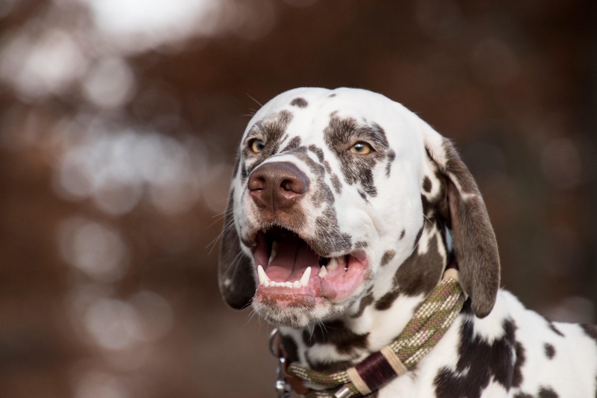 Captivating Canines tweet media