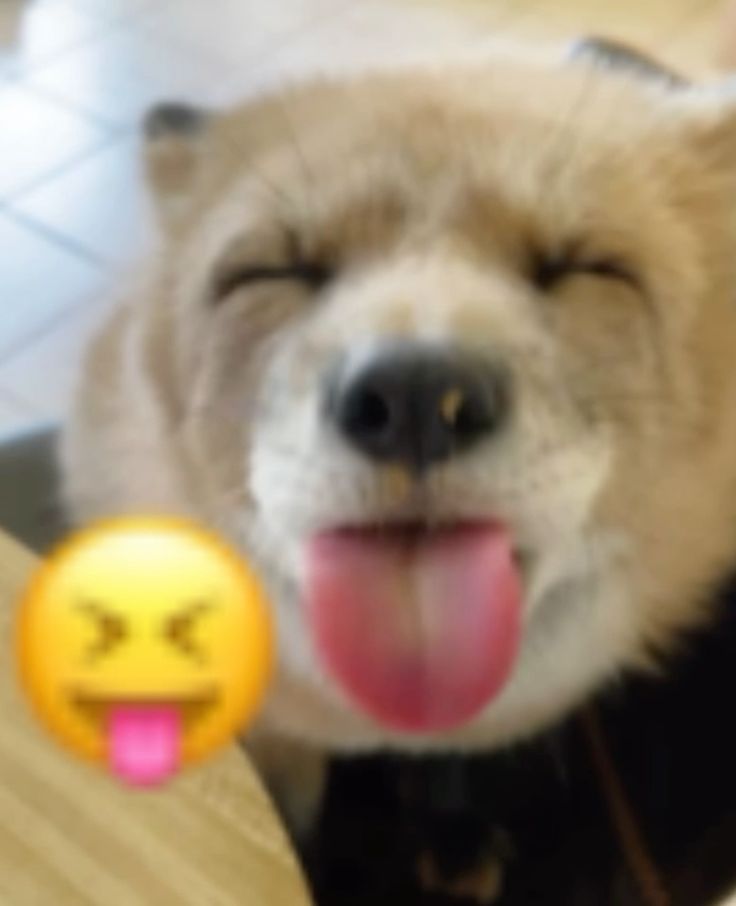 🍁 𝓣𝓱𝓮 𝓕𝓸𝔁 𝓛𝓲𝓯𝓮 🌾🦊 tweet media