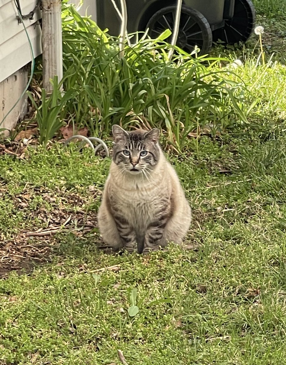 new friend in the neighborhood. i’m calling him liono