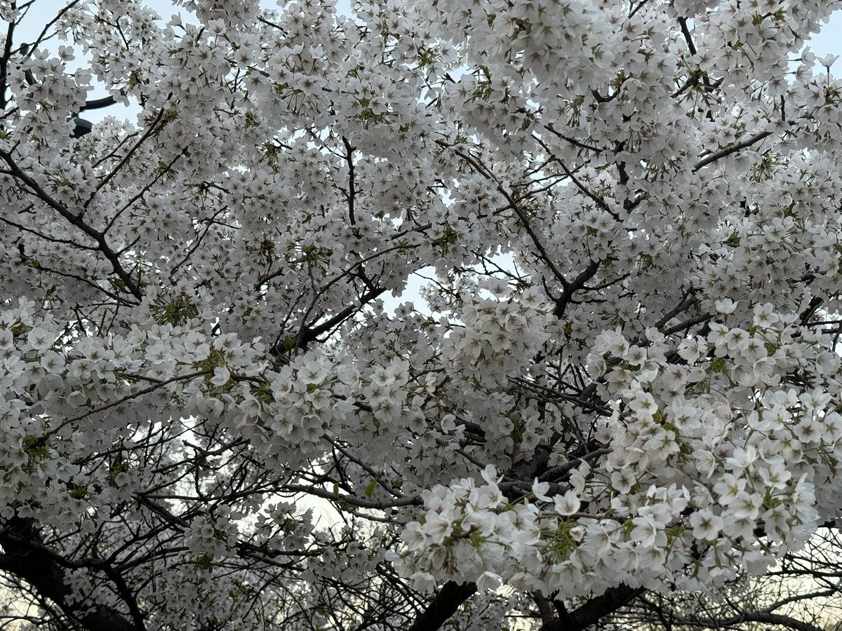 Master Yoda tweet media