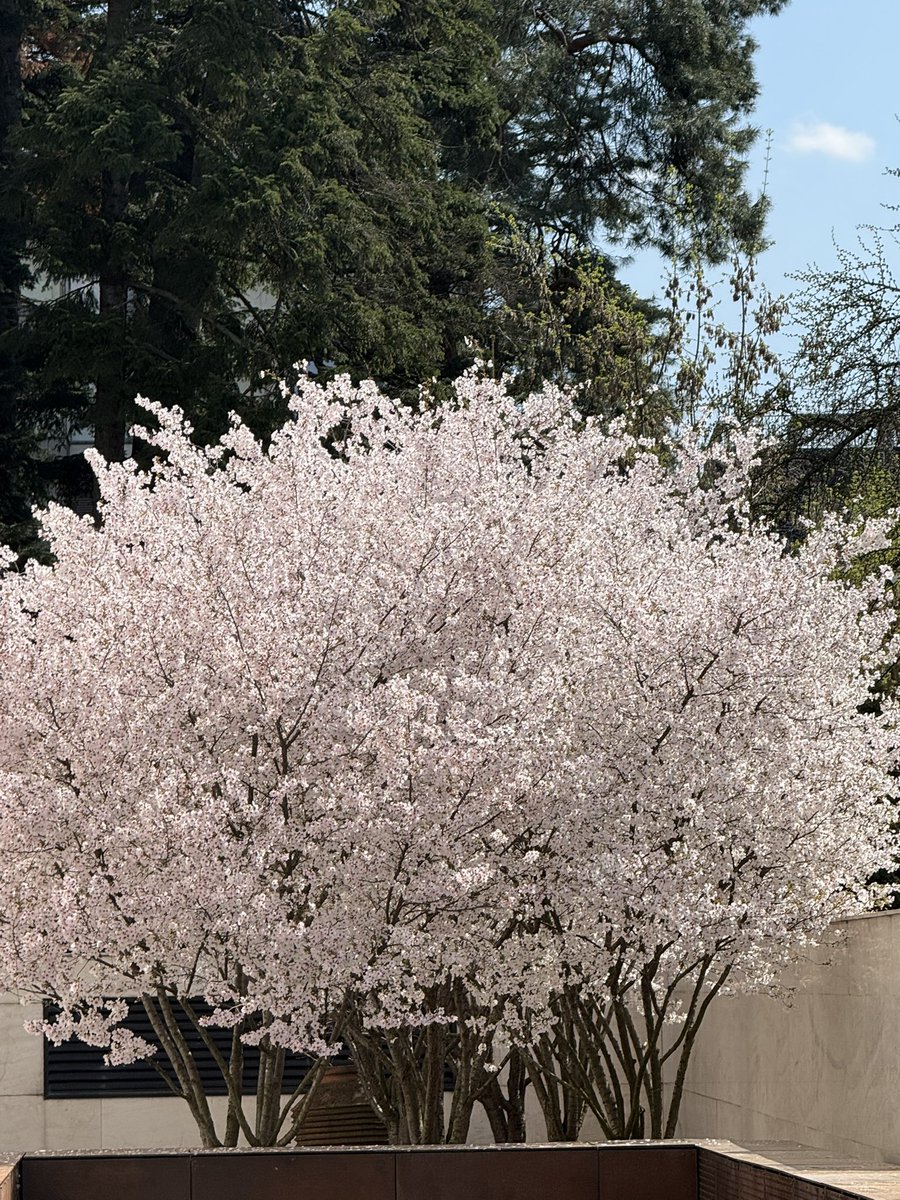 Master Yoda tweet media