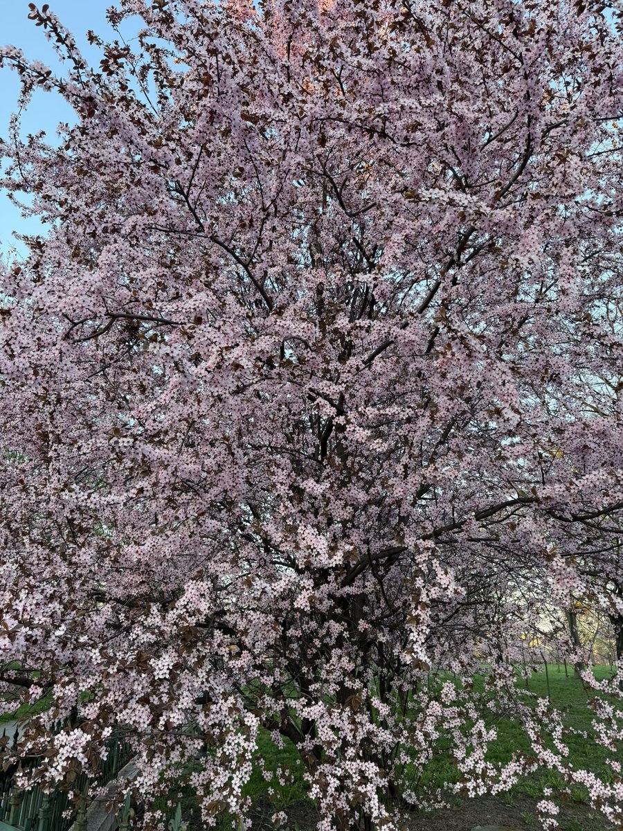 Master Yoda tweet media