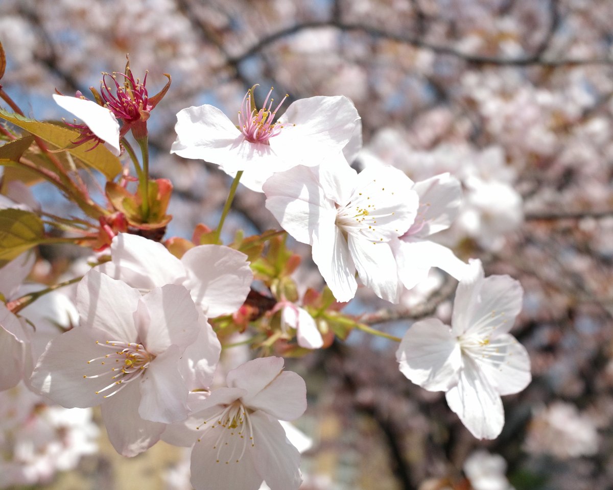 山城🈟イ㊄ tweet media