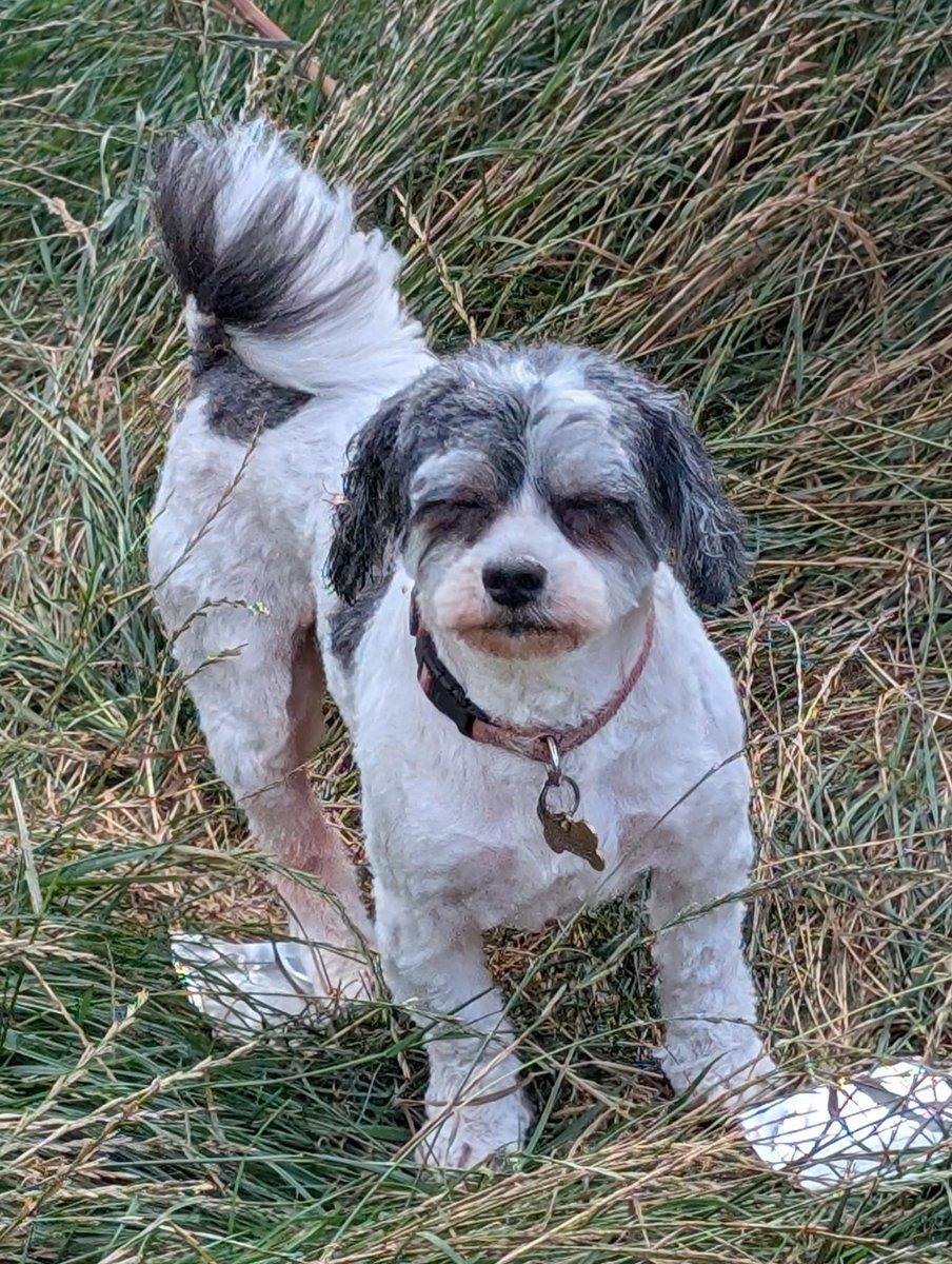 MissingPetsGB's tweet image. 🐕MISSING HARRIET

Harriet is a nervous rescue who went #missing after being spooked by fireworks on 31 October 2025. She was seen 5 November, but there have been no sightings since.

Mynydd Isa #Wales area. Please check ring /CCTV footage for any sign of Harriet🙏 #stolendoghour