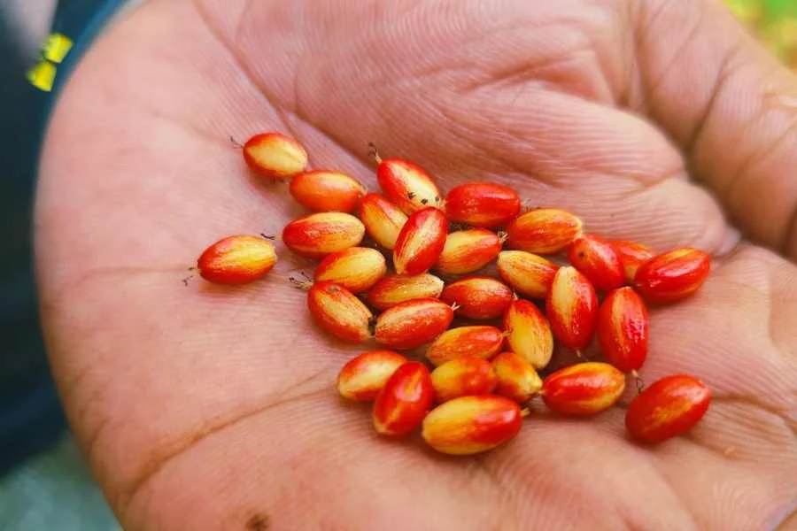 How to Cultivate Erythroxylum Coca Seeds: Botanical Overview &amp; Research Context
Erythroxylum Coca Seeds: Botanical Heritage and Research Interest
Erythroxylum coca seeds are widely recognized for their deep cultural, historical, and botanical significance. Native to regions of