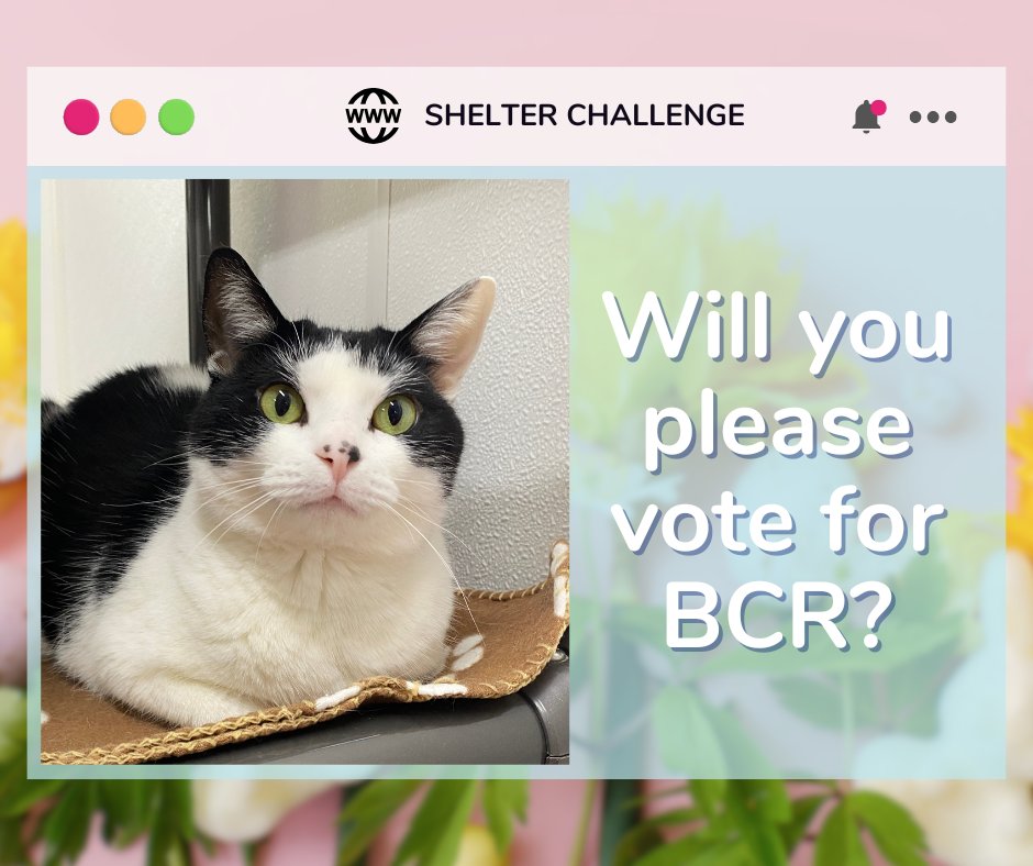 Warm Hearts, Fresh Starts Shelter Challenge is here! 🐾 Vote for blind, FELV+, &amp; FIV+ cats—it's free &amp; quick! Daily votes help them win! 😺 🐾

🔗 VOTE: bit.ly/3Ue7TmV
📧 Need a reminder? Email: blindcat@blindcatrescue.com

Thank you so much for helping the kitties! 💙