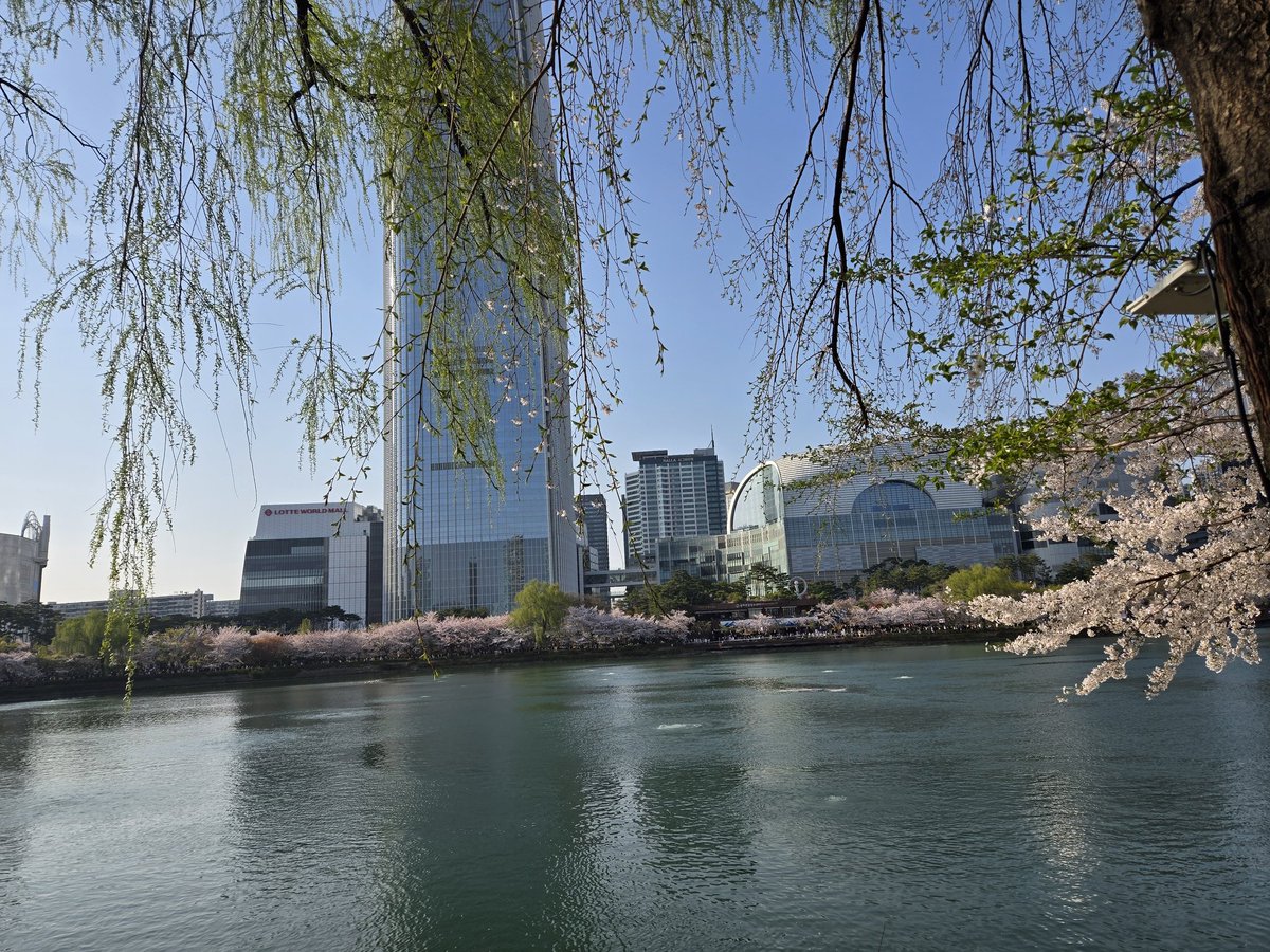 벚꽃보고 가세유!
첫 번째 사진은.. 요즘 벚꽃축제라 사람이 너무 많아서 초상권 보호차 갤럭시 사진 내 편집효과 썼습니당~ 참고 해주세용~