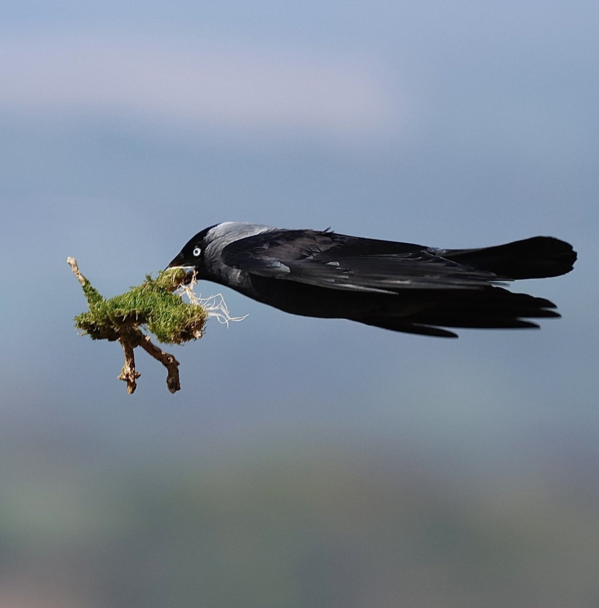 stevesando1's tweet image. Jackdaw house building on Bodmin moor today.
#birding #birds