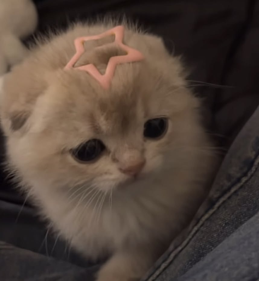 broajkqk's tweet image. hey hey 🖤
•Genevieve 
• she/her
•19 yo 
• bi 
• animemanga
• venting 
• wanna find interactive moots, i promise im active 
(not new to twt just a new account) 
#promotwt #promo #moots #moothunt