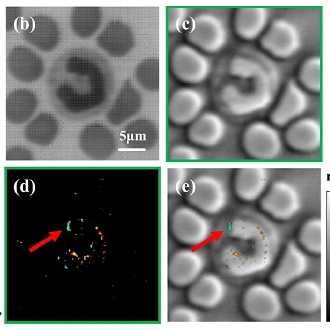 OpticaPubsGroup's tweet photo. For this #SpotlightSunday, view this Spotlight by Shakil Rehman of #OPG_OpEx: Single-shot dual-modality quantitative phase and polarization microscopy https://t.co/ddF4aMKdEF #PolarizationImaging #PhaseContrast @USTCGlobal https://t.co/jMKpO2EmzJ
