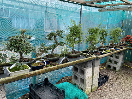 NOEBonsai's tweet image. Five reasons to come along to our Open Weekend this Saturday 11th and Sunday 12th April...

Reason 1 – we have new stock of bonsai trees all ready for you to browse.

Visit our garden centre near York (Vertigrow).

#OpenWeekend #VisitUs #NewStock #LeadingBonsaiSupplier