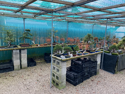 NOEBonsai's tweet image. Five reasons to come along to our Open Weekend this Saturday 11th and Sunday 12th April...

Reason 1 – we have new stock of bonsai trees all ready for you to browse.

Visit our garden centre near York (Vertigrow).

#OpenWeekend #VisitUs #NewStock #LeadingBonsaiSupplier