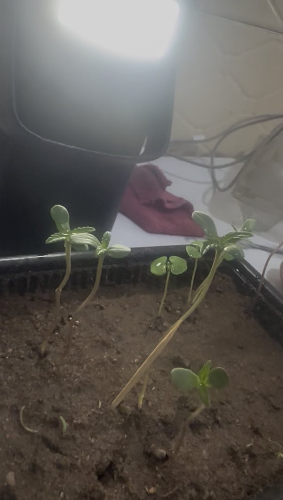 CEDA 🥀 🍃 tweet media