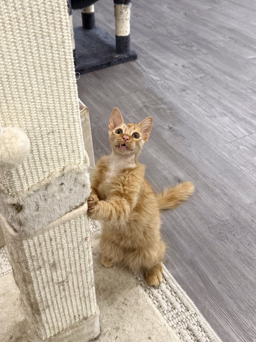 Friends of Bear Cat Rescue tweet media