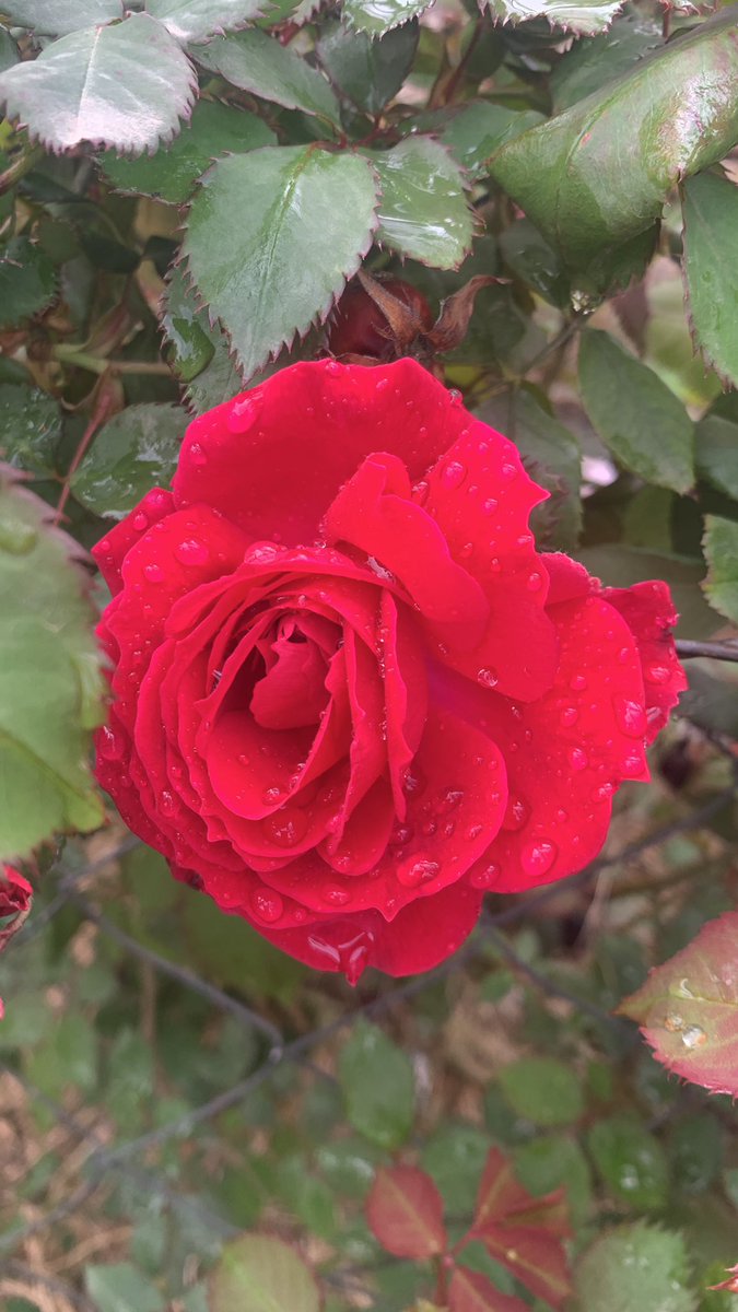 𝕸𝖔𝖘𝖘𝖆 𝕬𝖑𝖋𝖆𝖗𝖆𝖌𝖎 tweet media