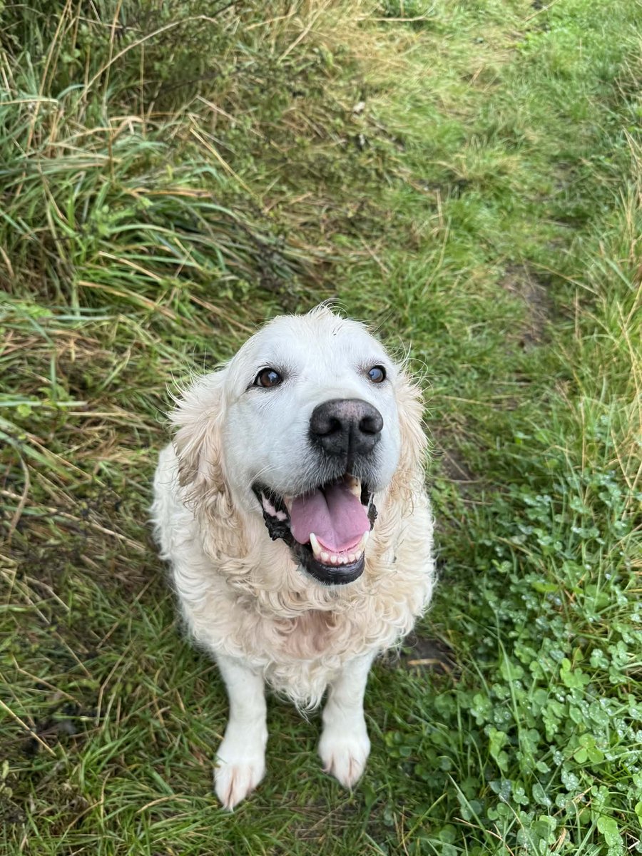 chris towers tweet media