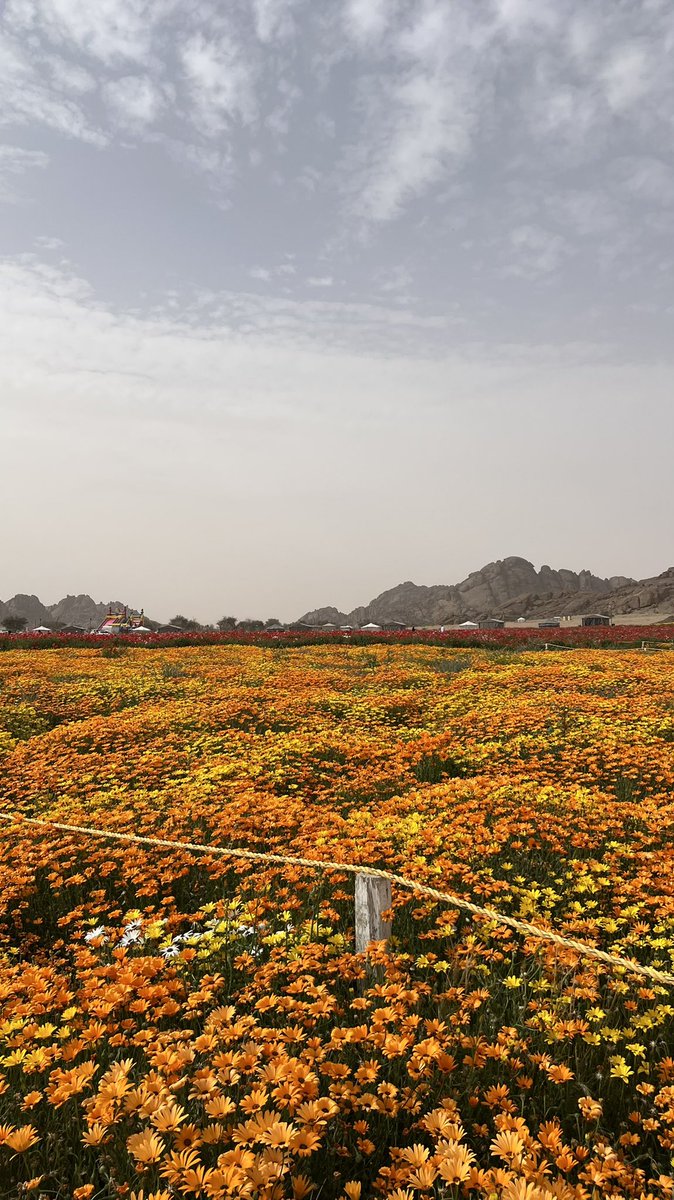 عبدالله tweet media