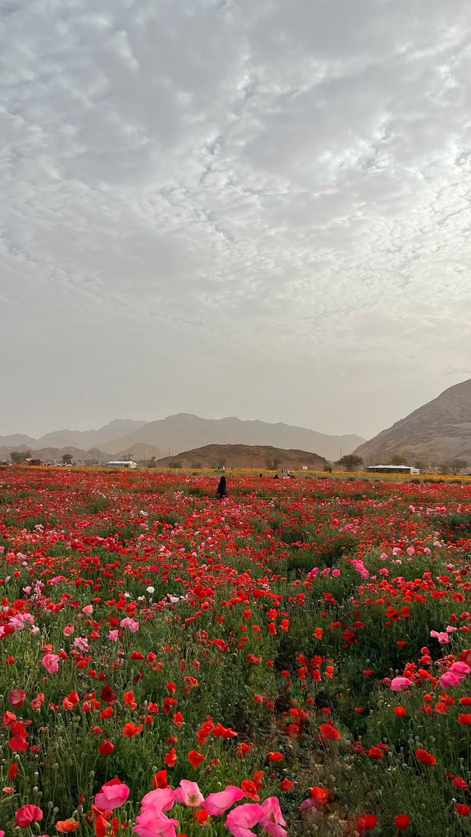 عبدالله tweet media