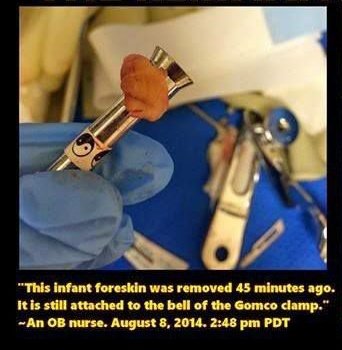 blue sun flower tweet media