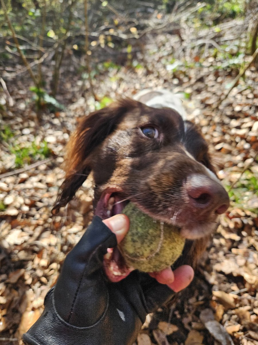 SearchDogOppo's tweet image. Found him #ball #playtime #thenoseknows #poweredbyburns @HSARDogs.