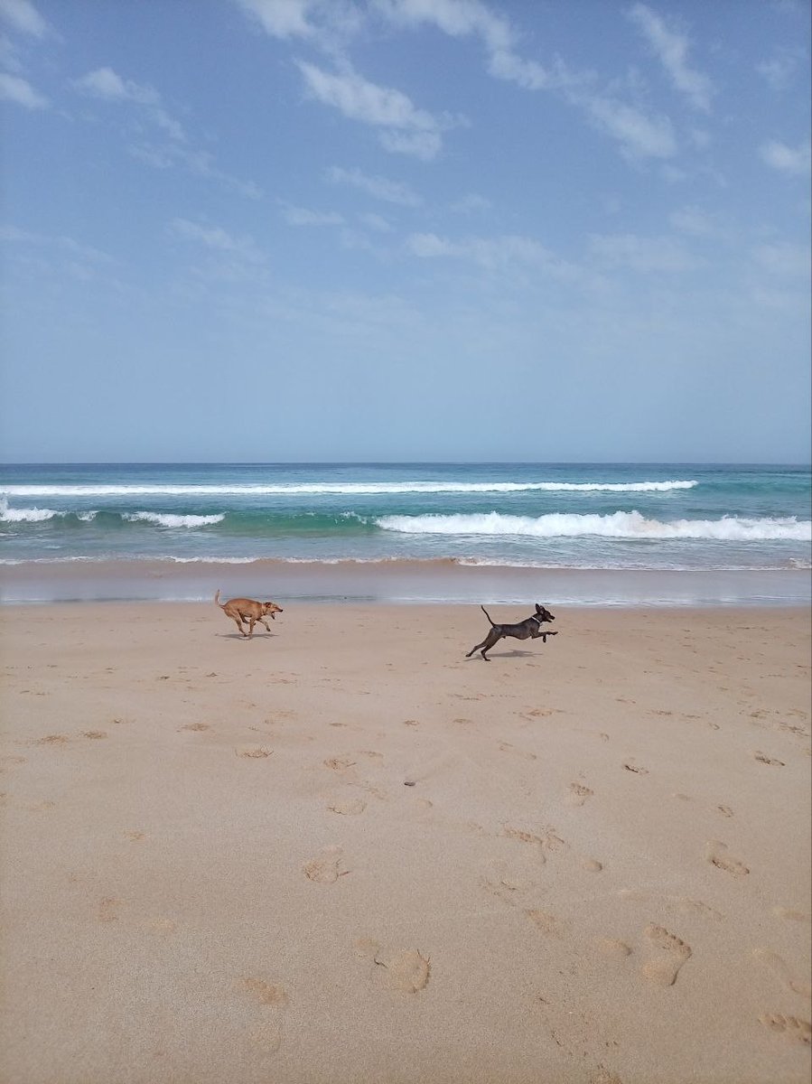 ruslan & laperm tweet media