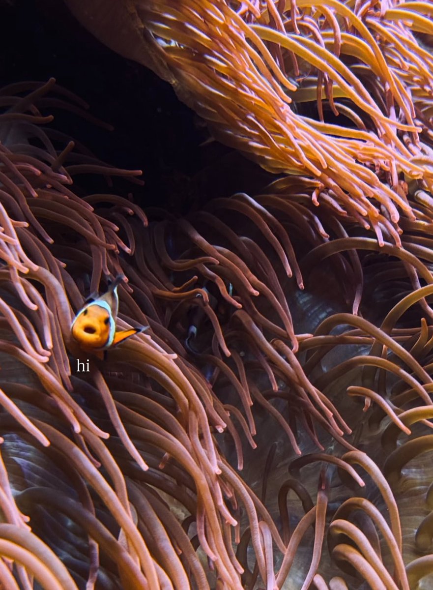 LYKN Philippines tweet media