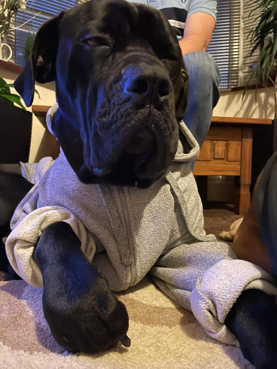 Missing Pets GB tweet media