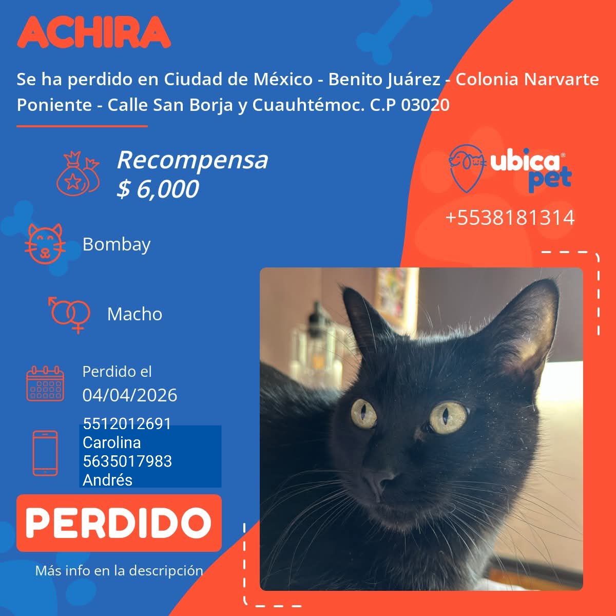 UBICAPET MÉXICO tweet media