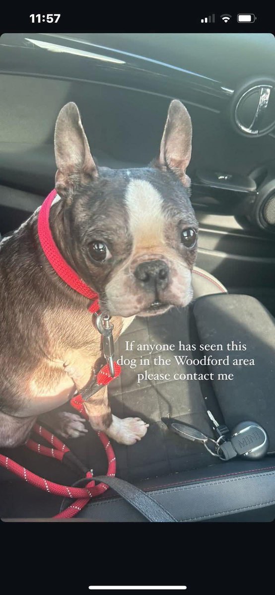 Missing Pets GB tweet media