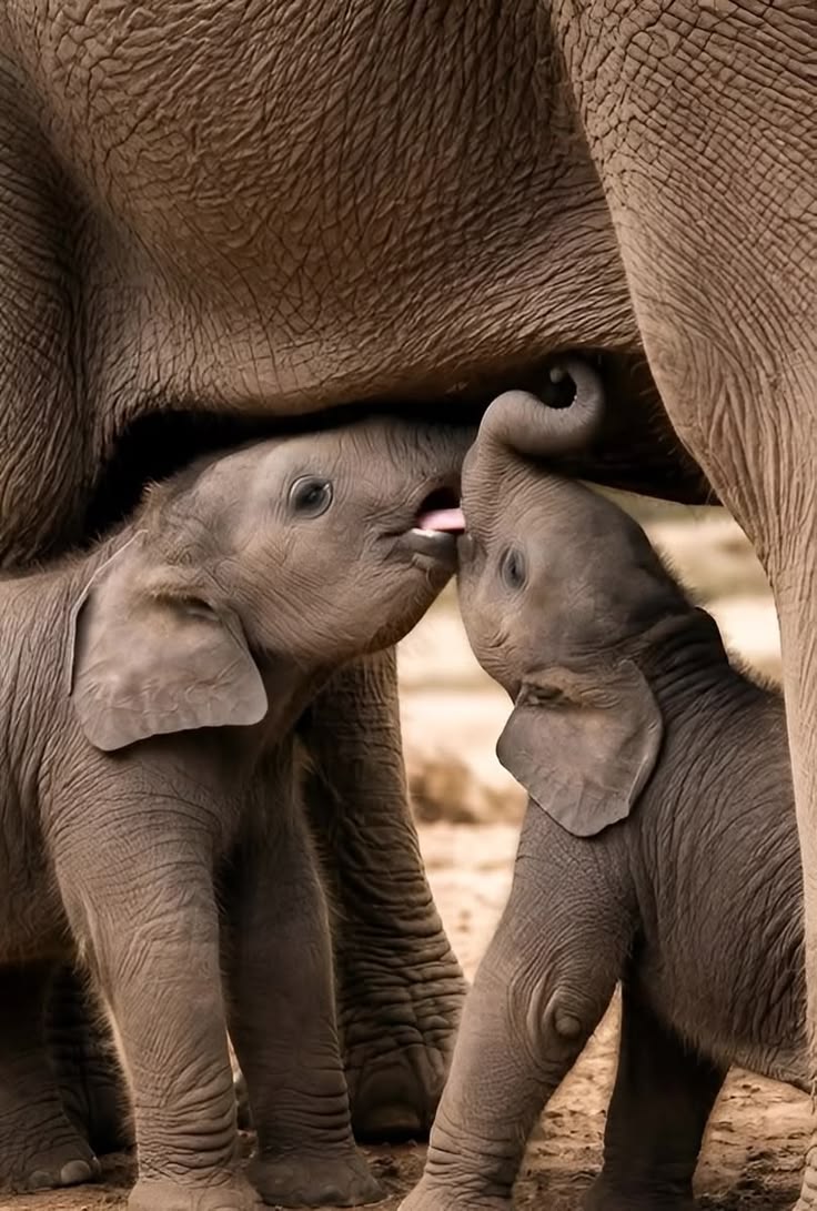 A N I M A L S tweet media