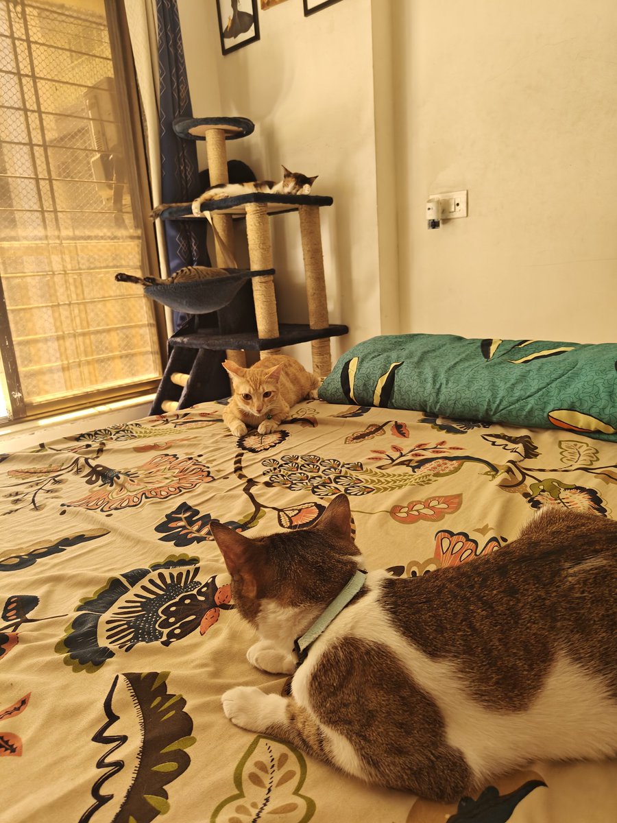 oct12's tweet image. When the cats (and planets) have aligned for the photo 🫶🏽 Happy Easter indeed!

A brief 30 seconds of peace before the chaos resumes 😼🐾

#amber #jaden #twinkle #garfield #adoptdontshop