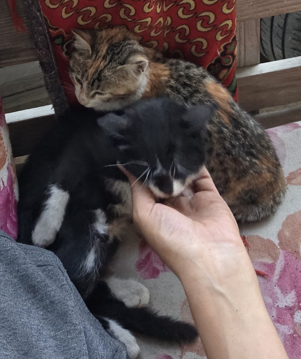 🐾help Animal Gaza🐾 tweet media