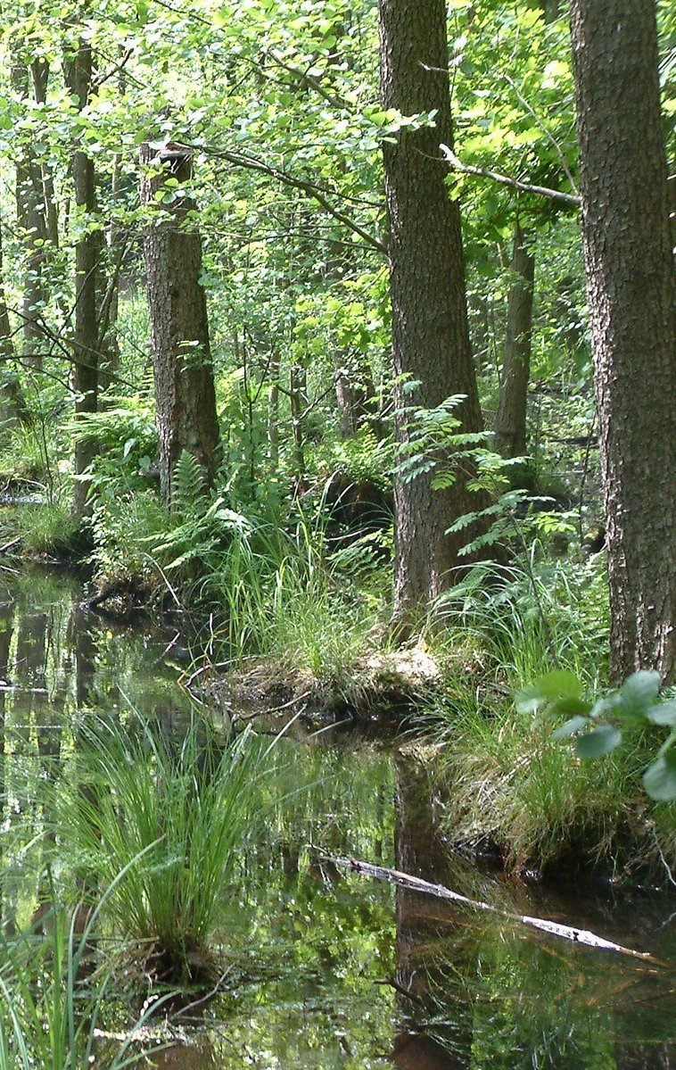 Josep Maria Mallarach tweet media