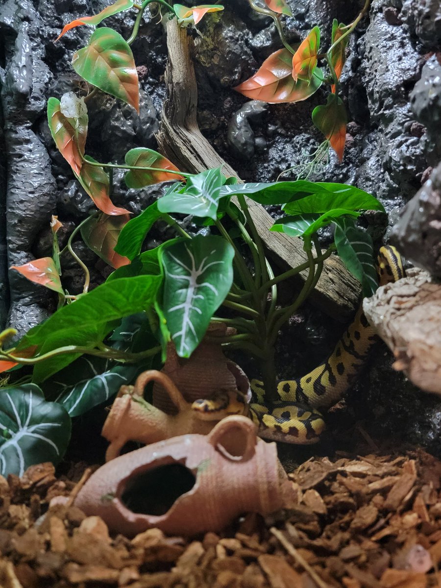 Cryptix Ball Pythons tweet media