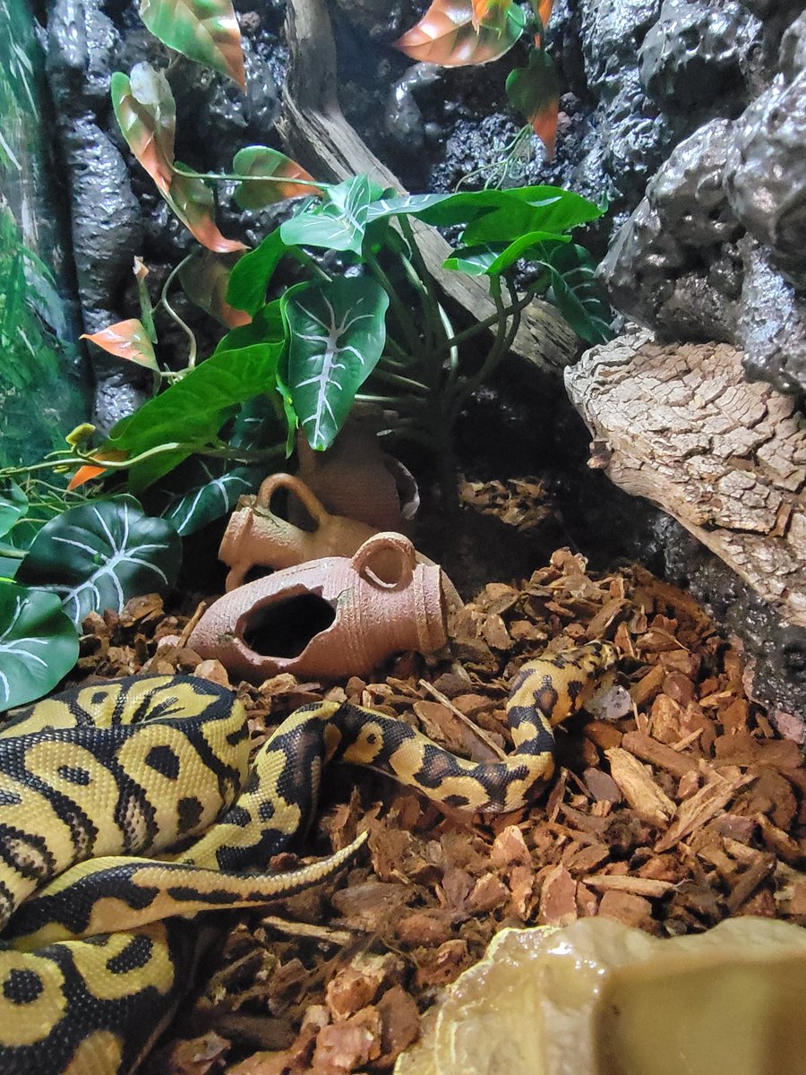 Cryptix Ball Pythons tweet media