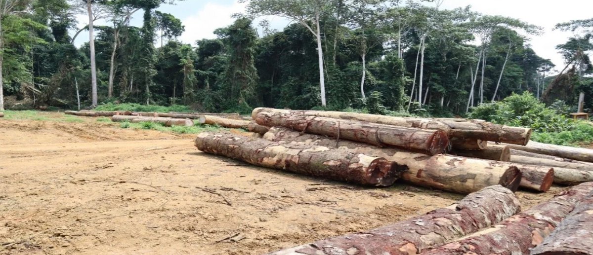 La Lettre Verte Gabon tweet media