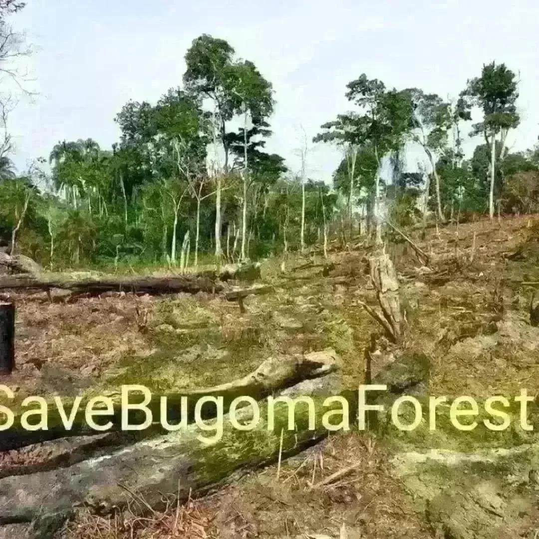 endelstamberg's tweet photo. I am Endel Stamberg, a climate activist from Germany. Uganda forest cover is shrinking. And one of the forest in Uganda has been sold for agribusiness. I’m calling upon activists around the world to add their voices on mine and #SaveBugomaForest!
@KaoHua3
@Greenpeace https://t.co/CIW2qWM6dH