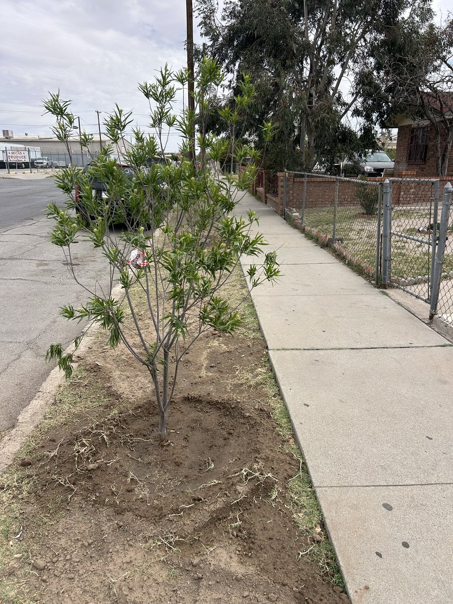 ssnaeptx's tweet photo. Big thanks to all that came out to support the Segundo Barrio Clean Up and Tree planting event. Thanks to all involved! @UTEP @ElPasoTXGov @ElPasoCounty @eco_paso @ElPasoElectric https://t.co/QuxPuX47ze