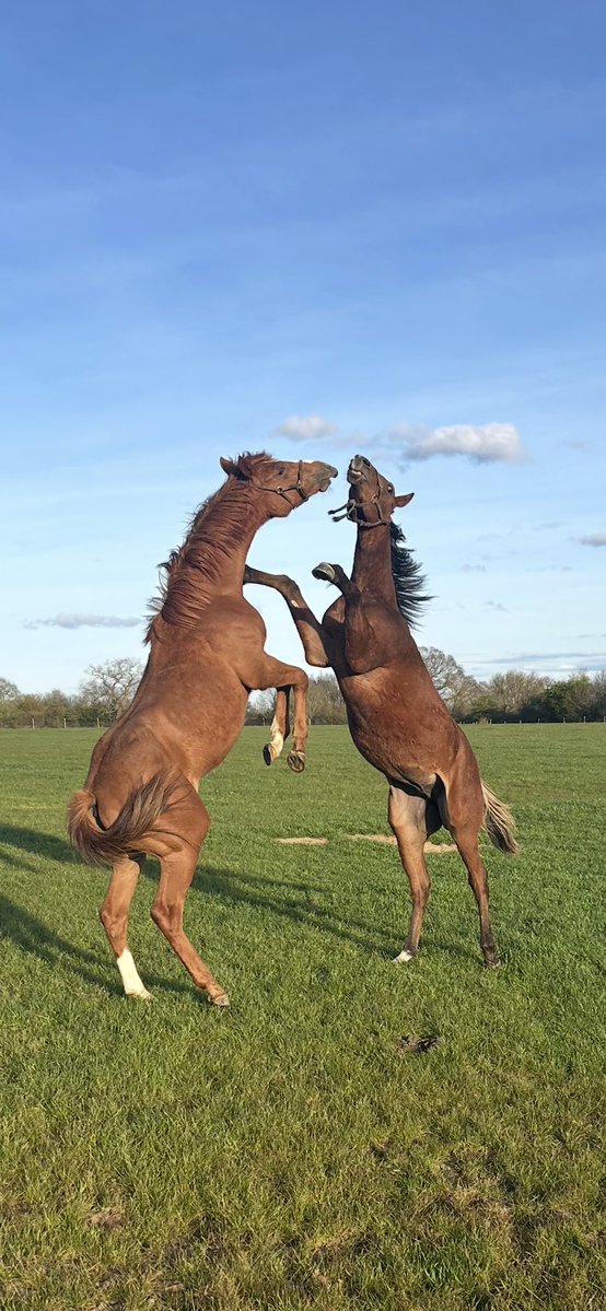 oliver costello tweet media