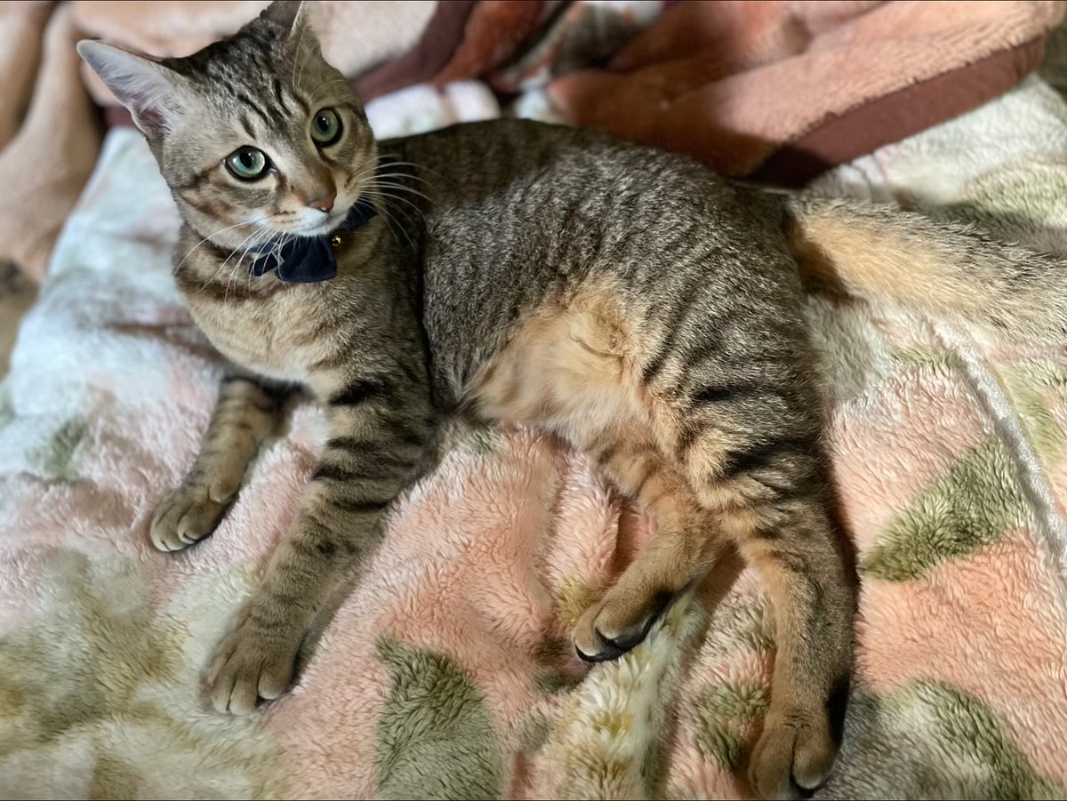 Alice1110_1101's tweet photo. 飼い猫を探しています
場所 大分県臼杵市野津町吉四六ランド周辺
日時 昨日の13時半から14時の間
名前 ベル 年齢 約1歳 体重約4.5kg
特徴 青い首輪。二月頃に去勢手術をしたのでおしり周りの毛が刈られていてあまり生えていません   
 #迷子猫ゼロ協会 #迷子猫保護 #拡散希望 https://t.co/43ZXvJejSK
