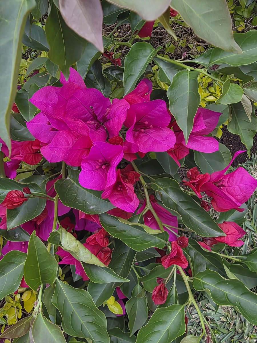 MC Aceña tweet media