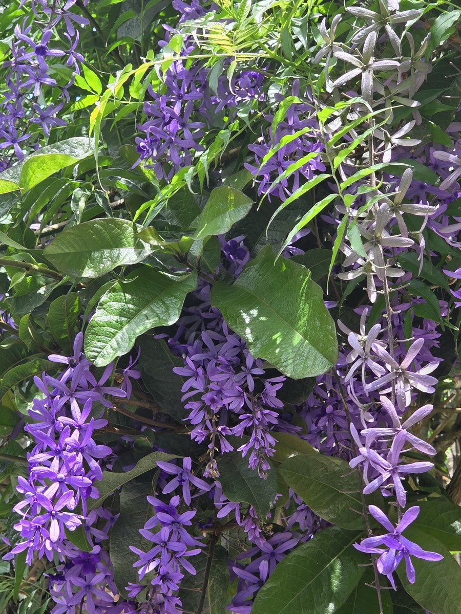 MC Aceña tweet media