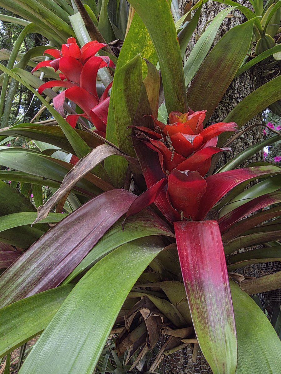 MC Aceña tweet media