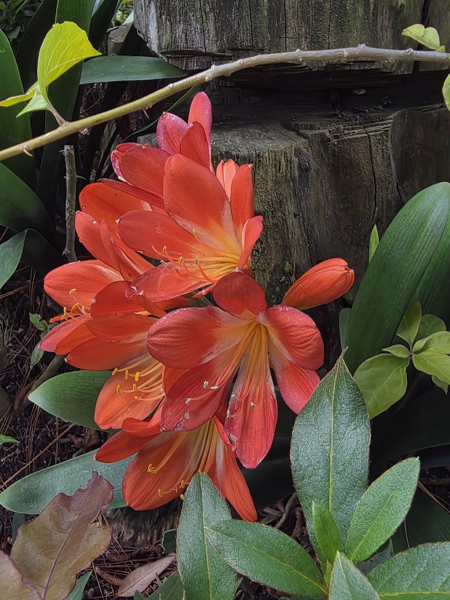 MC Aceña tweet media