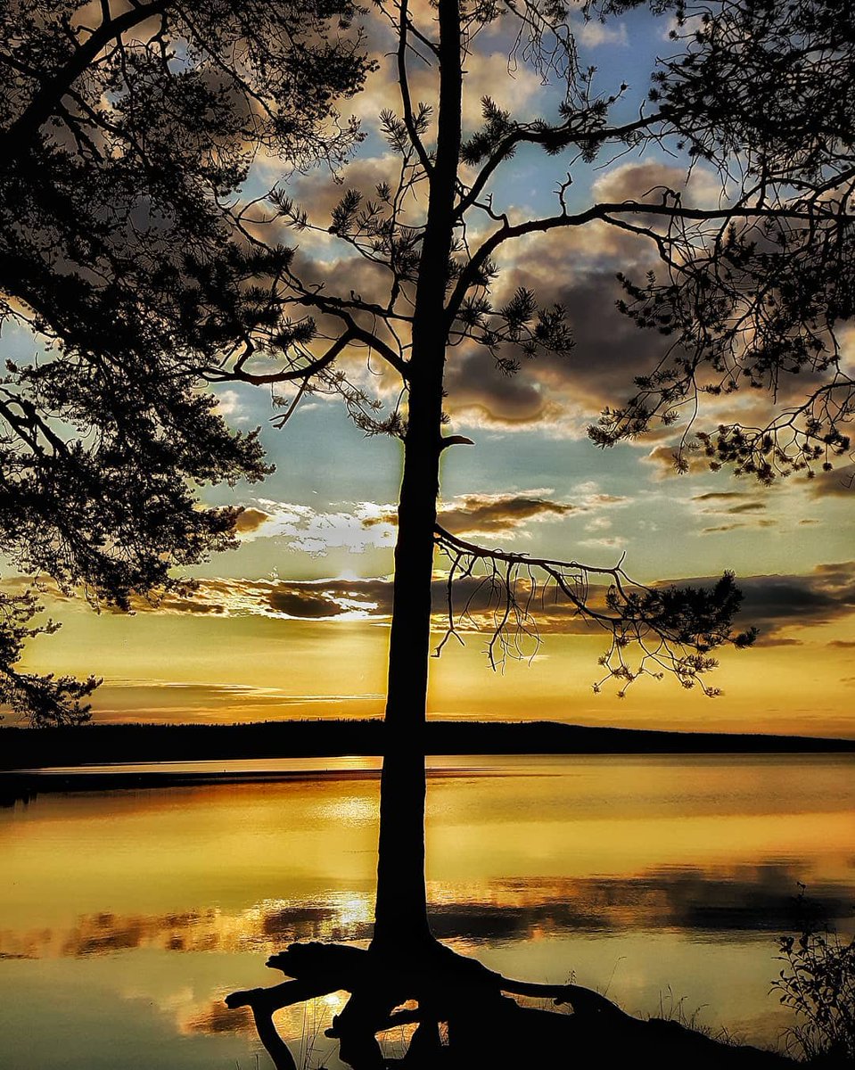 Leila Lundström tweet media