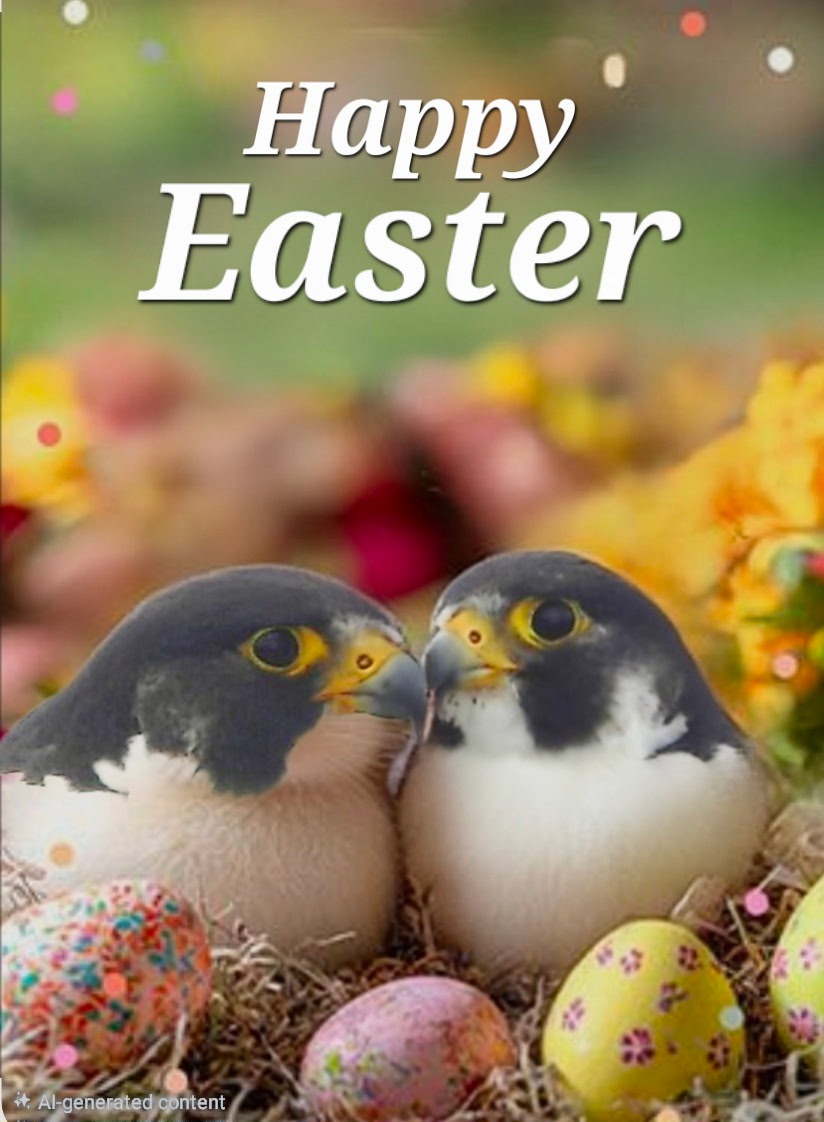 Rfalconcam's tweet image. Easter Greetings From Rochester Falcon Watcher Joyce!
#roc #peregrine #falcon